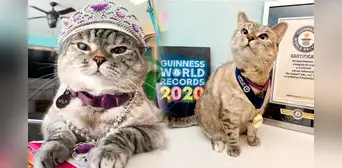 Nala, la gata millonaria que ganó un récord Guinness y es toda una celebridad en redes Nala, la gata millonaria que ganó un récord Guinness y es toda una celebridad en redes