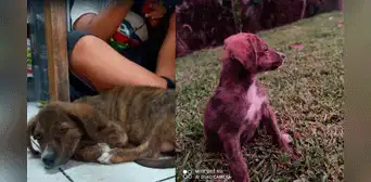 ¡En adopción! Buscan hogar para perrita que fue abandonada en calle del Cercado de Lima ¡En adopción! Buscan hogar para perrita que fue abandonada en calle del Cercado de Lima