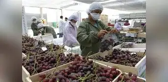 Agroexportaciones alcanzaron los US$9.807 millones durante el 2022 Agroexportaciones alcanzaron los US$9.807 millones durante el 2022