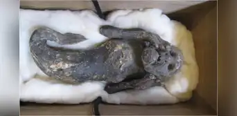 Científicos descubren el verdadero origen de la 'momia sirena' hallada en Japón Científicos descubren el verdadero origen de la 'momia sirena' hallada en Japón