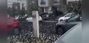 ¿El fin del mundo? aves se acumulan en calles de México y vecinos temen que estén 'alertando una crisis'