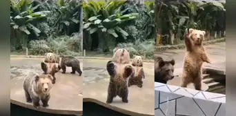 ¡De locos! Joven da de comer a osos en zoológico, pero uno de ellos lo llama como si fuera humano