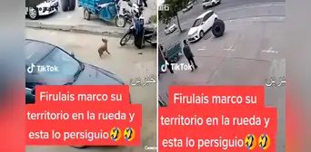 “Milagro perruno”: can se salva de morir aplastado por rueda que se desprendió de un vehículo