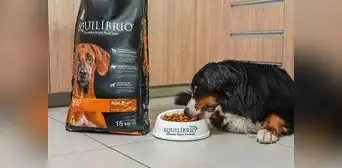 Encuentra el “Equilíbrio” perfecto que tu mascota necesita este verano Encuentra el “Equilíbrio” perfecto que tu mascota necesita este verano