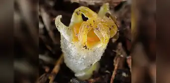 Redescubren la linterna de hadas, misteriosa planta que se creía extinta hace 30 años Redescubren la linterna de hadas, misteriosa planta que se creía extinta hace 30 años