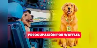 Crisis en Viva Air: usuarios preocupados por Waffles, mascota de la aerolínea