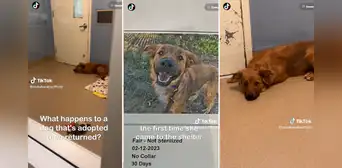 Adoptaron a un perrito, lo devolvieron al refugio y la mascota cayó en una profunda depresión