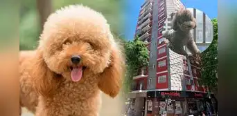 La insólita historia del perrito que cayó del piso 13 y provocó 3 muertes en Argentina La insólita historia del perrito que cayó del piso 13 y provocó 3 muertes en Argentina
