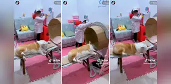 Niña juega a ser médica y le practica a su perro una resonancia en una máquina de cartón Niña juega a ser médica y le practica a su perro una resonancia en una máquina de cartón