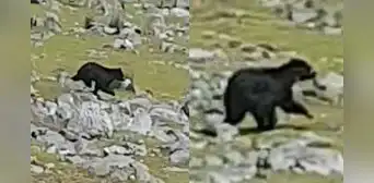 Hallan muerto a oso andino que estuvo deambulando horas antes en cerro de Apurímac