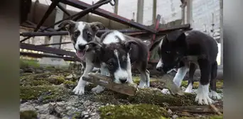 Perros callejeros en Chernóbil serían genéticamente distintos que los de otras partes del mundo Perros callejeros en Chernóbil serían genéticamente distintos que los de otras partes del mundo
