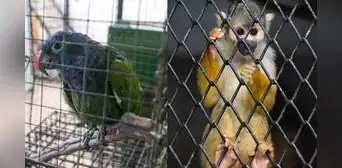 Los otros Run Run: se registraron más de 1.000 hallazgos de animales silvestres en 2022, según Serfor