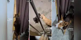 Perrito castigado pone cara de tristeza para ‘chantajear’ a su dueño y lograr que lo deje jugar Perrito castigado pone cara de tristeza para ‘chantajear’ a su dueño y lograr que lo deje jugar