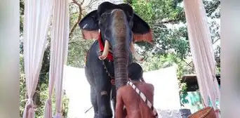 Templo hindú usa elefante robótico para evitar el maltrato animal y la caza furtiva Templo hindú usa elefante robótico para evitar el maltrato animal y la caza furtiva