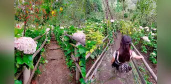 Jardín de las Hortensias: atractivo turístico que brinda trabajo a familias de centro poblado en Cajamarca Jardín de las Hortensias: atractivo turístico que brinda trabajo a familias de centro poblado en Cajamarca