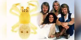 ¡Mamma mia, una araña! Científicos nombran como Abba a nueva especie de arácnido ¡Mamma mia, una araña! Científicos nombran como Abba a nueva especie de arácnido