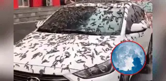 ¿Por qué la “Lluvia de gusanos” es relacionado al fenómeno de Luna Llena de Gusano?