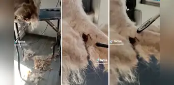 Groomer corta el pelo de una mascota y encuentra una enorme cucaracha escondida en su pelaje Groomer corta el pelo de una mascota y encuentra una enorme cucaracha escondida en su pelaje