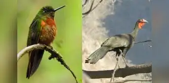 Piura es cuna de especies silvestres