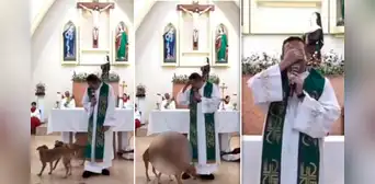 Perros intentan aparearse en medio de una misa y cura reacciona: "No han sido bautizados" Perros intentan aparearse en medio de una misa y cura reacciona: "No han sido bautizados"