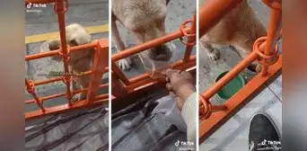 Perrito se vuelve sensación al pagarle con basura al bodeguero para conseguir croquetas
