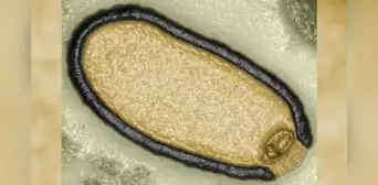 Virus 'zombi': científicos reviven extraño patógeno que estuvo congelado 48.500 años
