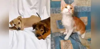 ¿Buscas mascotas? Ven a la jornada de adopción de perritos y gatitos rescatados de las calles