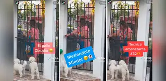 “Bruno, entra a la casa, tú no eres un perro callejero”: regaña a su can como si fuera su hijo “Bruno, entra a la casa, tú no eres un perro callejero”: regaña a su can como si fuera su hijo