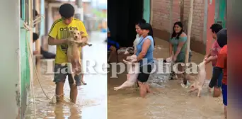 ¡Ni los animales se salvan! Perros y chanchitos son retirados del agua tras desborde del río La Leche