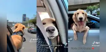 Taxista sale a trabajar con su perrito de copiloto y conmueve a pasajera: “Qué hermoso” Taxista sale a trabajar con su perrito de copiloto y conmueve a pasajera: “Qué hermoso”