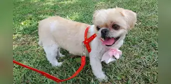 Familia pide ayuda para encontrar a su mascota perdida en El Agustino