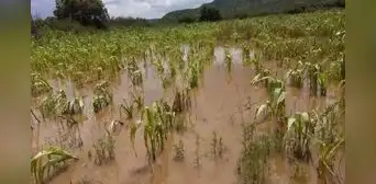 Ciclón Yaku: ¿cómo acceder al Seguro Agrario Catastrófico de S/800 por hectárea?