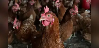 Confirman primer brote de gripe aviar en aves de corral en Chile