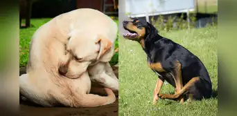 ¿Sabías que los perros no solo arrastran su trasero en el piso por parásitos? Conoce los motivos ¿Sabías que los perros no solo arrastran su trasero en el piso por parásitos? Conoce los motivos