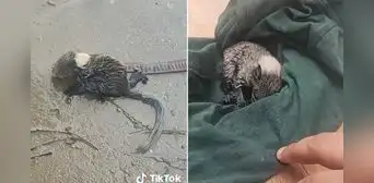 Joven rescató a ardilla bebé moribunda tras intensas lluvias por ciclón Yaku en Piura Joven rescató a ardilla bebé moribunda tras intensas lluvias por ciclón Yaku en Piura