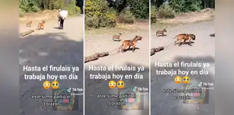 Hasta el perro trabaja: captan a can ayudando a su dueño a cargar un tronco de madera