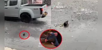 ¡Como en el cine! Captan a roedor en plena lluvia y usuarios reaccionan: "Te entiendo, chefcito" ¡Como en el cine! Captan a roedor en plena lluvia y usuarios reaccionan: "Te entiendo, chefcito"