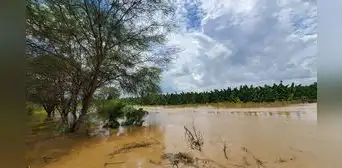 Desborde del río Piura causa pérdidas de 7 millones de soles a agricultores de la región