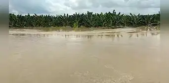 Río Piura se desborda y arrasa más de 690 hectáreas de cultivos de banano orgánico y mango Río Piura se desborda y arrasa más de 690 hectáreas de cultivos de banano orgánico y mango