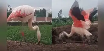 Flamencos son captados comiendo en chacras de la ciudad de Arequipa: ¡qué hermoso!