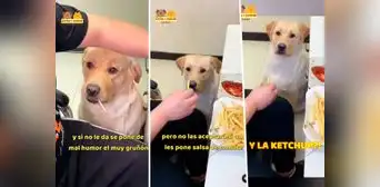Perrito se indigna y reclama a su dueño que le ponga ketchup a sus papas fritas: "¡Respétame!" Perrito se indigna y reclama a su dueño que le ponga ketchup a sus papas fritas: "¡Respétame!"
