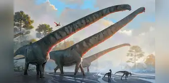 Fósil de dinosaurio con cuello de 15 metros desconcierta a los científicos Fósil de dinosaurio con cuello de 15 metros desconcierta a los científicos