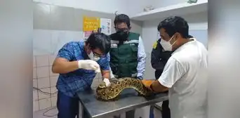 Rescatan boas, iguanas y zarigüeyas afectadas por las lluvias en Piura Rescatan boas, iguanas y zarigüeyas afectadas por las lluvias en Piura