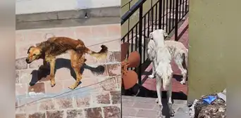 Maltrato animal: denuncian a hombre por no alimentar a más de 18 canes en Arequipa Maltrato animal: denuncian a hombre por no alimentar a más de 18 canes en Arequipa