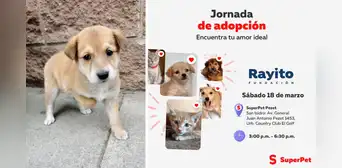 ¡Cachorritos en busca de hogar! Participa este 18 de marzo en súper jornada de adopción en San Isidro