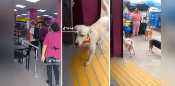 Perrito ingresa a un Tambo y se lleva un chocolate: “La situación está crítica” Perrito ingresa a un Tambo y se lleva un chocolate: “La situación está crítica”
