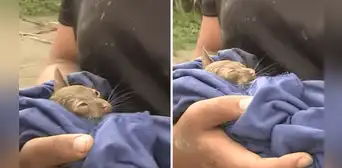 Gatito es rescatado vivo del huaico que azotó el poblado de San Jacinto en Áncash