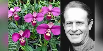 'Zapatito rosado', la hermosa orquídea peruana: ¿cómo fue traficada y patentada por un estadounidense? 'Zapatito rosado', la hermosa orquídea peruana: ¿cómo fue traficada y patentada por un estadounidense?