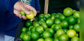 Precio del limón baja y llega a S/8 en mercados por mayor stock Precio del limón baja y llega a S/8 en mercados por mayor stock