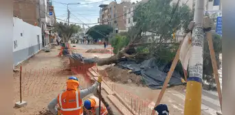 Chiclayo: MPCH continúa con la poda agresiva de árboles de av. Balta pese a informes de Serfor Chiclayo: MPCH continúa con la poda agresiva de árboles de av. Balta pese a informes de Serfor